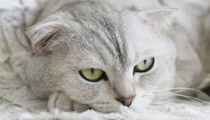 沙尔克遭遇失利，连续比赛表现不佳